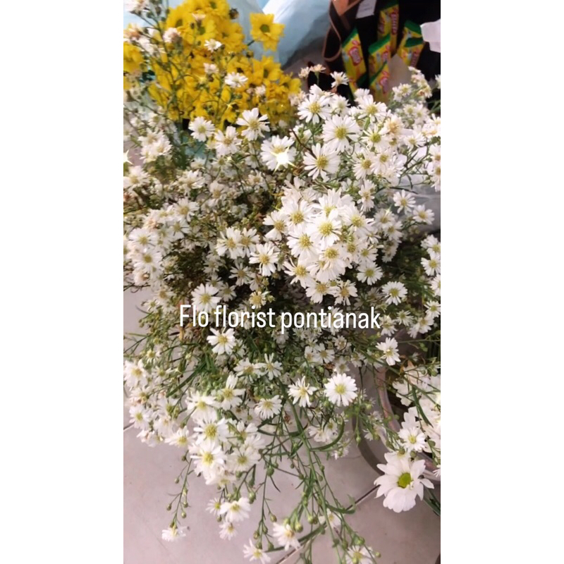 PIKOK ASLI / pikok fresh / bunga segar