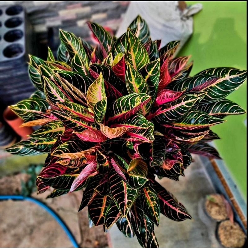 Aglonema Pride Of Sumatra Tanian Lokal Roset/ Aglaonema POS Tanaman Hias Bunga Aglaonema Murah Merah
