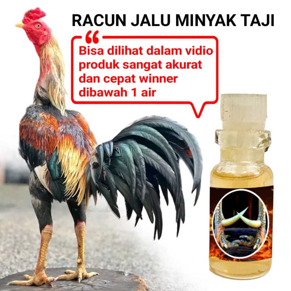racun jalu minyak taji ayam bangkok super