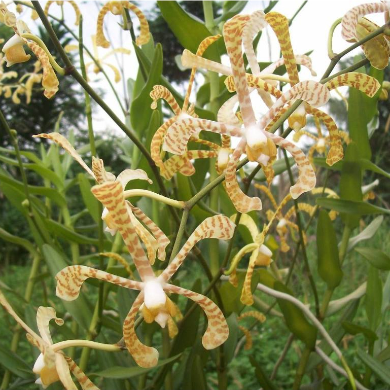 anggrek scorpion/anggrek kalajengking/anggrek tanah