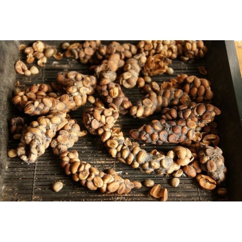

Kopi Luwak Liar Robusta 200gr