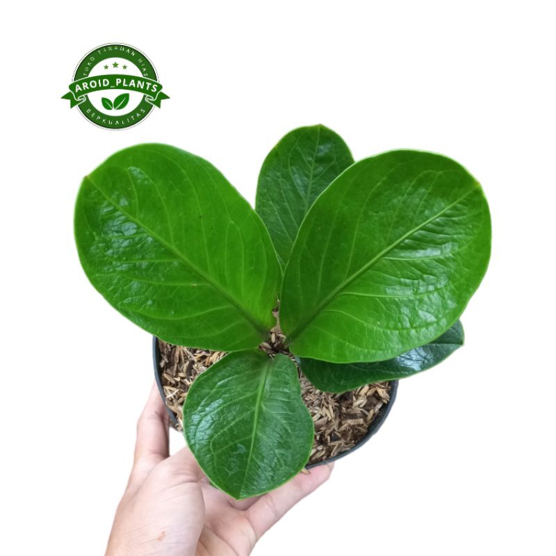 Tanaman Hias Anthurium Jemani Mangkok - Anthurium Jemani Mangkok