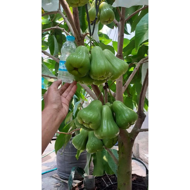 Bibit jambu air green giant