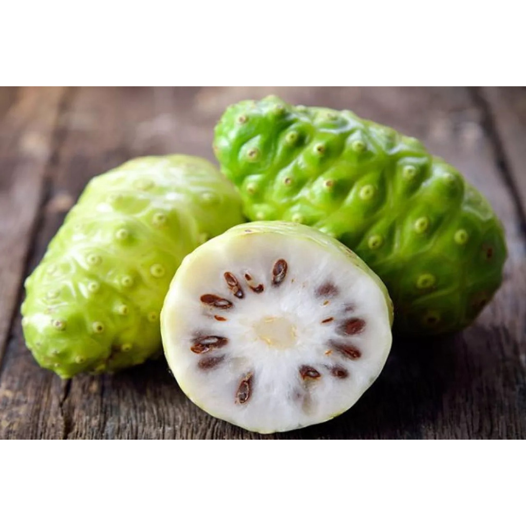 

Buah Pace Buah Mangkudu segar fresh