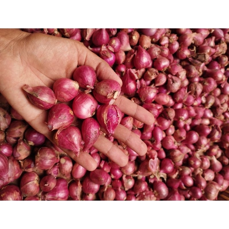 

BAWANG MERAH PROBOLINGGO 1kg