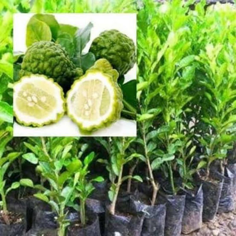 Bibit JERUK PURUT ( Batang TINGGI )