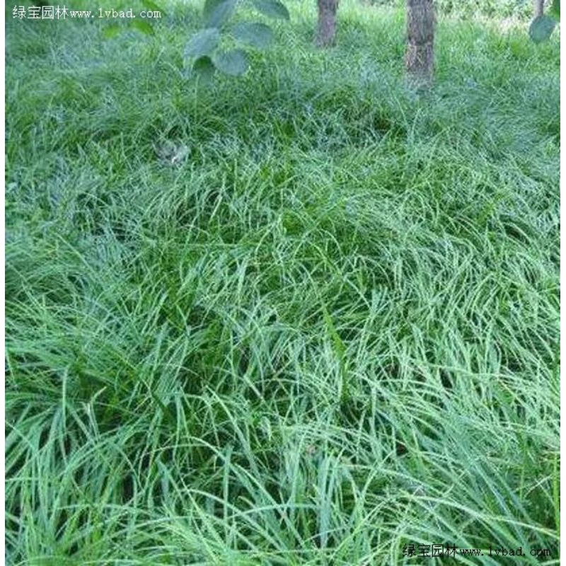 Tanaman Jampang Jamra / Kucai Jamra / Tanaman Kucai zebra 1kg