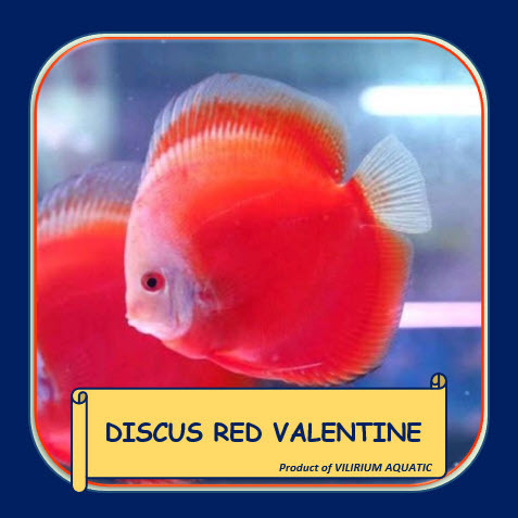 IKAN HIAS AIR TAWAR - DISCUS RED VALENTINE
