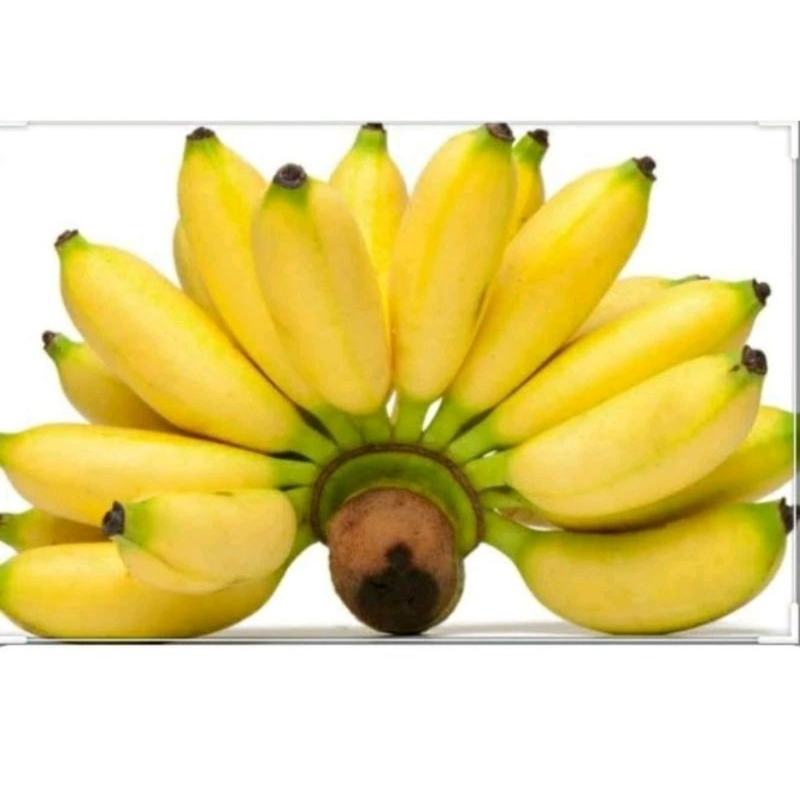 

PISANG MAS 1 SISIR / JAMIN SEGAR