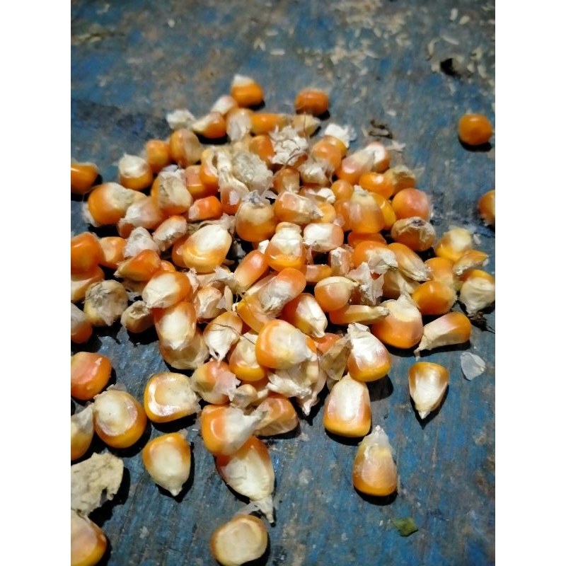 

jagung pipil ternak 1kg