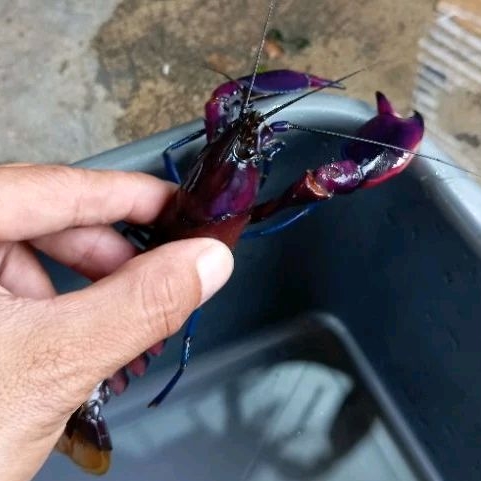 Crayfish Bosemani Tricolour Red Wild - Cherax Bosemani Tricolour Red Wild