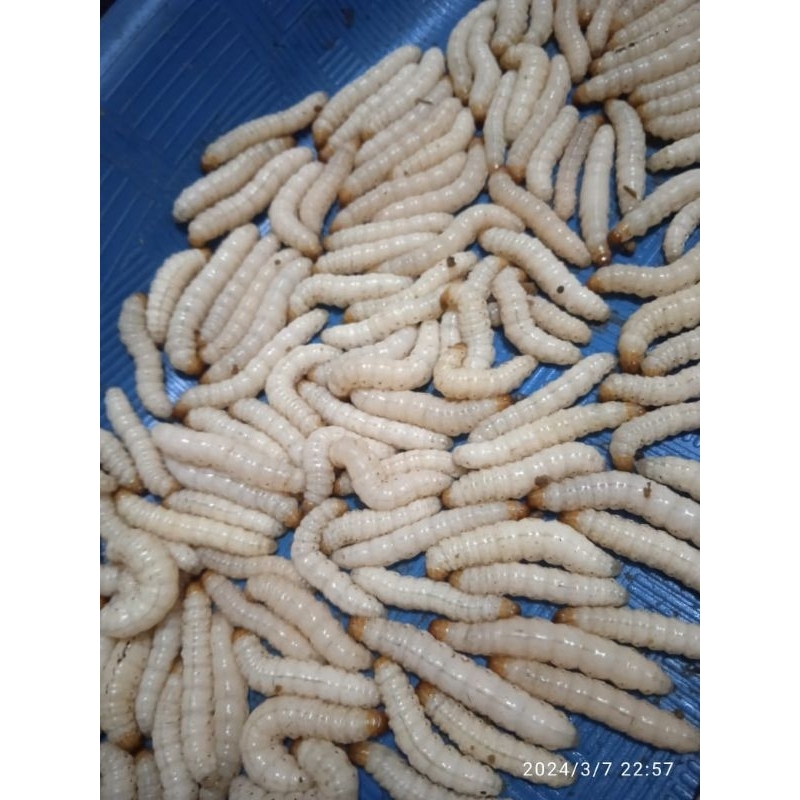 Ulat Bambu / Bumbung / Cangcilung (20 ekor)