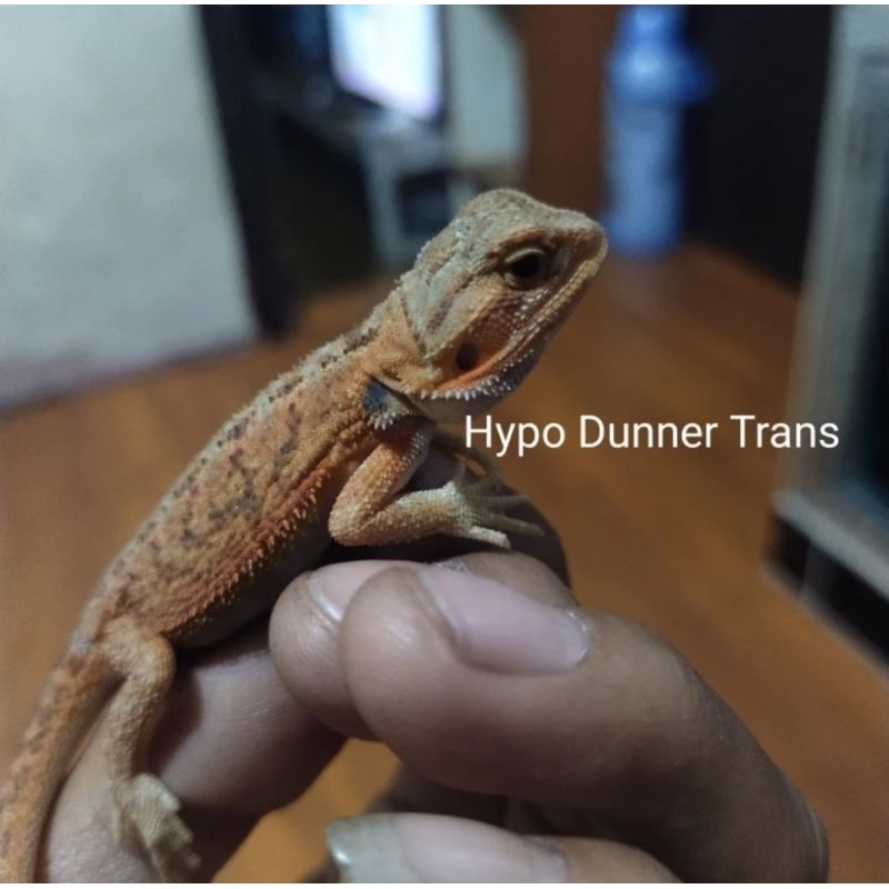 Bearded Dragon Hypo Dunner Trans