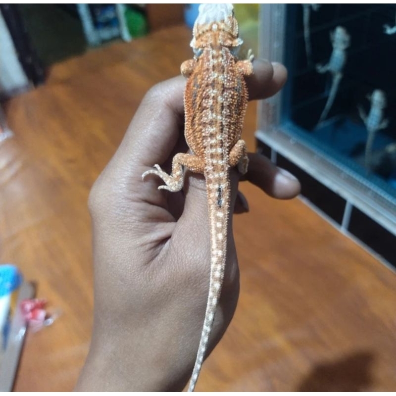 Mainan Bearded Dragon Hypo Dunner Het Trans