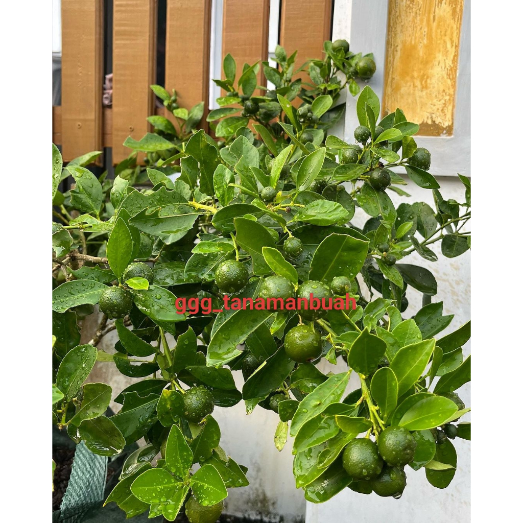 Bibit Jeruk Es Sudah Berbuah 1 Meter Super Spesial