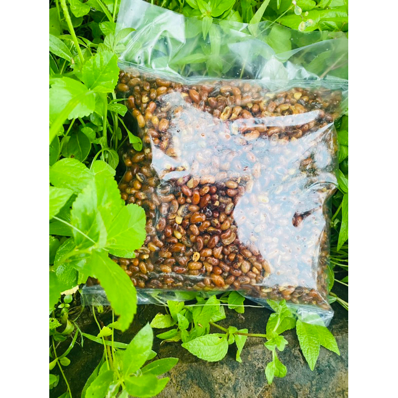 

OTOK KARPES-KACANG OSE