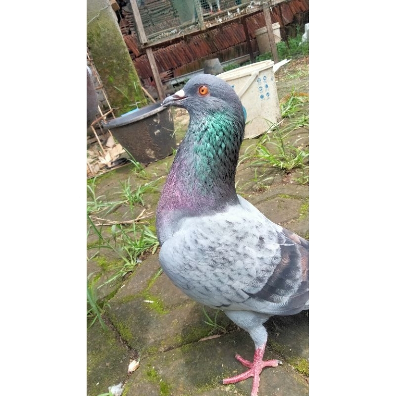 Merpati pejantan