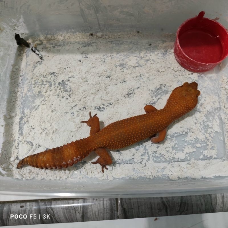 Mainan Anak Gecko Sunglow 2