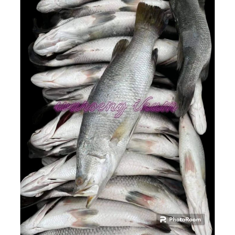 

Ikan Kakap Putih segar 1kg Baramundi