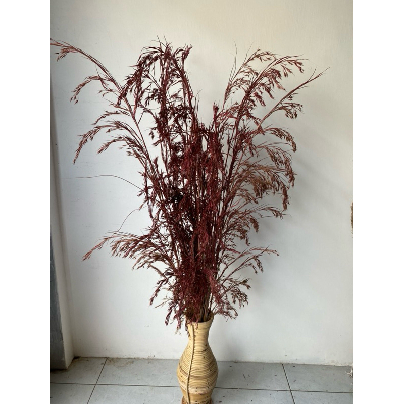Pampas padi lokal atau padi-padian