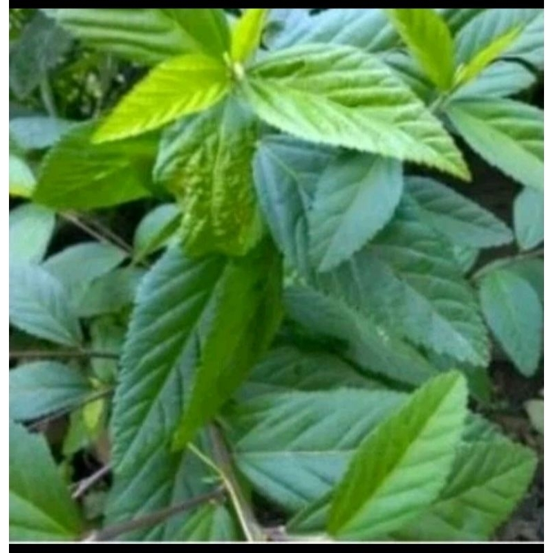 

DAUN SIDAGURI SEGAR 1kg