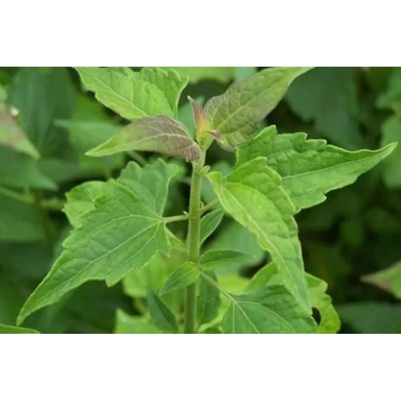 

DAUN BALAKACIDA DAUN NAMPLONG FRESH 30pcs