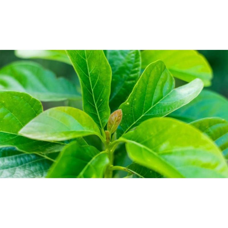 

DAUN ALPUKAT BARU PETIK FRESH 15pcs