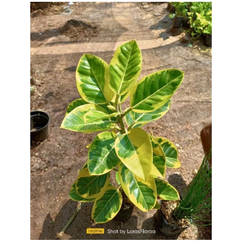 (BISA COD) Tanaman Karet Kebo Kuning / Pohon Karet Kebo Kuning / Tanaman Hias Karet Kebo golden