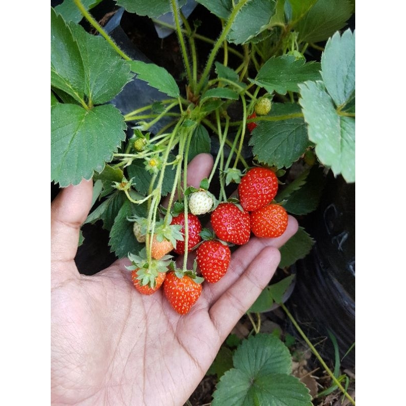 Bibit Strawberry Varietas MENCIR California Mandalawangi Rosalinda Sagahonoka Sachinoka Dataran Rend