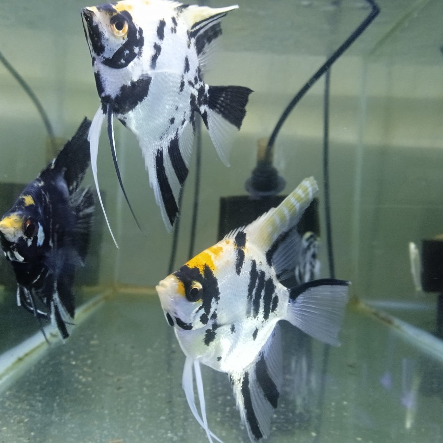 Manfish Tricolor 3 Warna – Altum Mainan Hiasan Akuarium Captive Breed by Zeng Aquatic