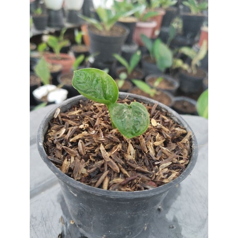 anthurium jemani jaipong ( roset) bonus anthurium reflexinervium ori equador