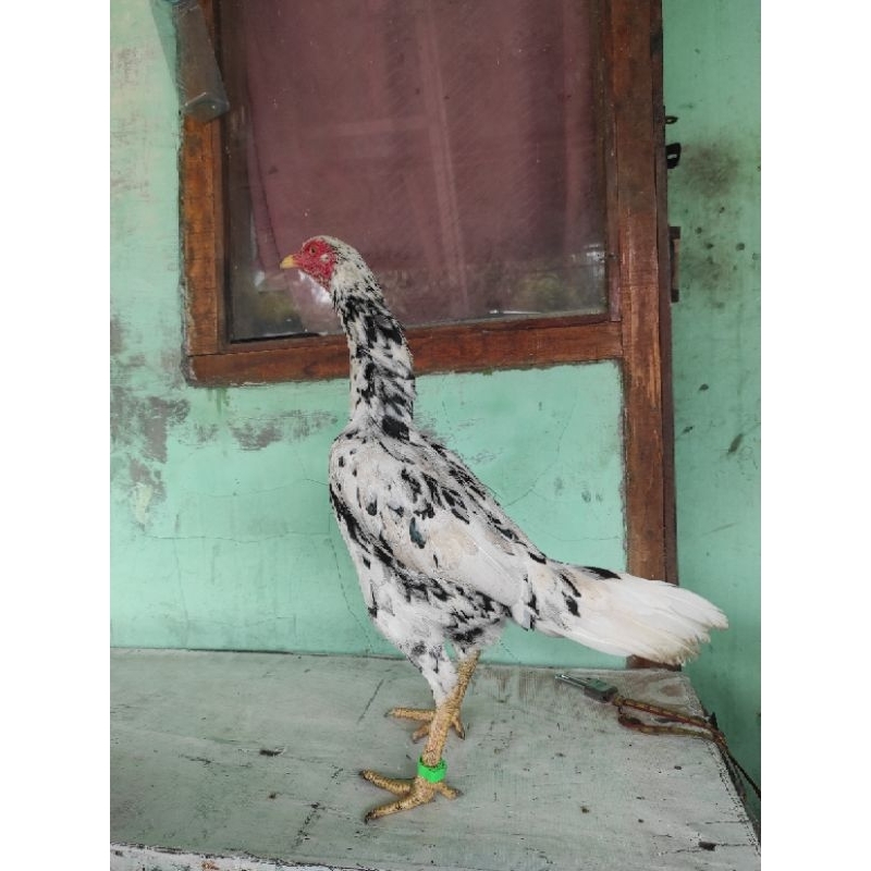 Indukan Ayam biang ayam Bangkok F1 tinggi besar