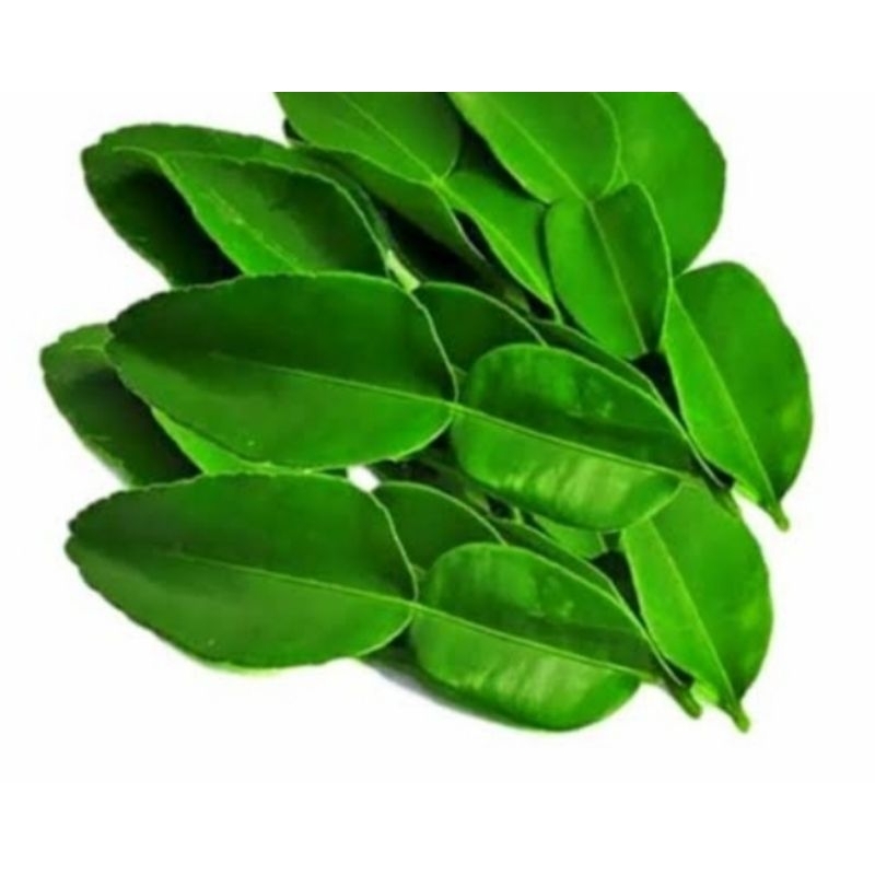 

daun jeruk