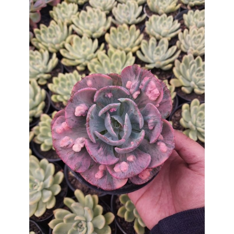 Echeveria Beyonce Rainbow Variegata