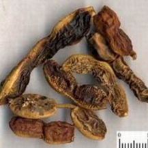 

[600gram] Huai Jiao Zi - Herbal Ambrein [ 槐角子 ] - Ophora Japanica