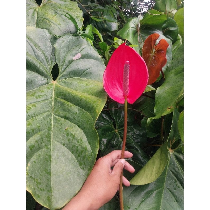 Bunga Anthurium Potong Segar~