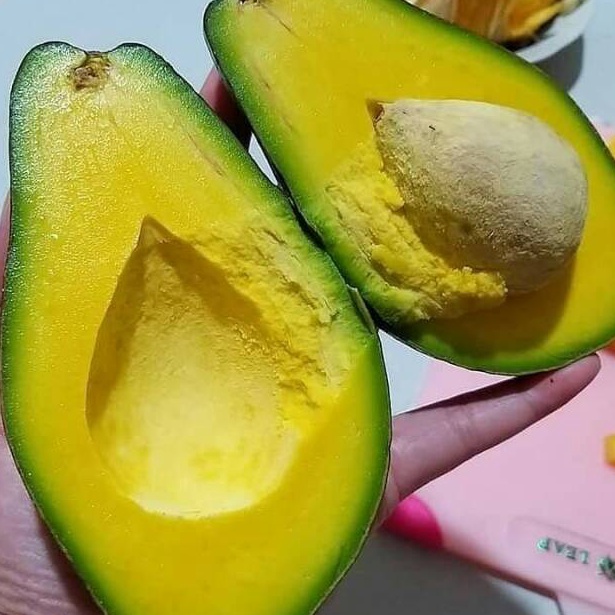 

UBL914 Terbaik Alpukat Mentega 1kg isi 35