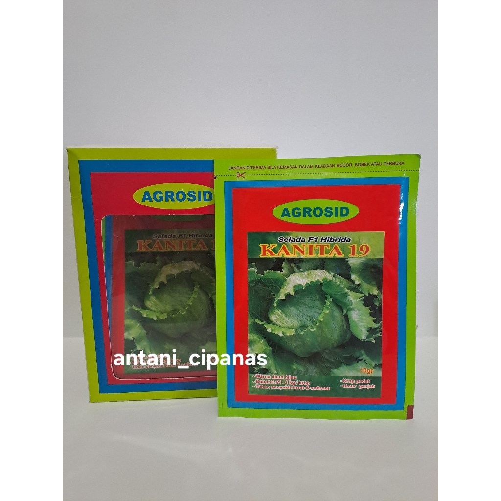 benih selada bulat / head lettuce KANITA 19 AGROSID 10GR