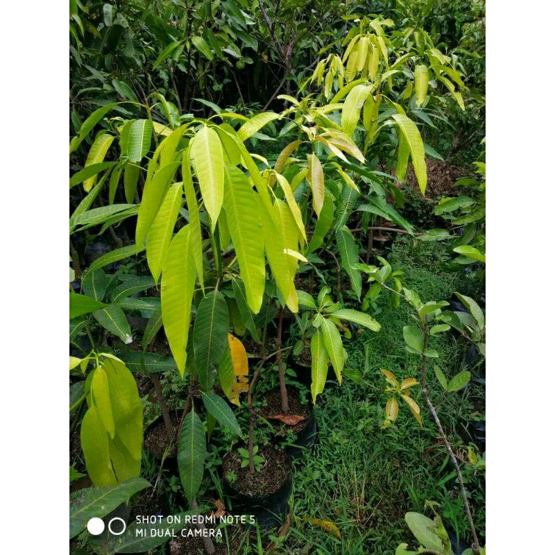 bibit mangga manalagi 69 Situbondo