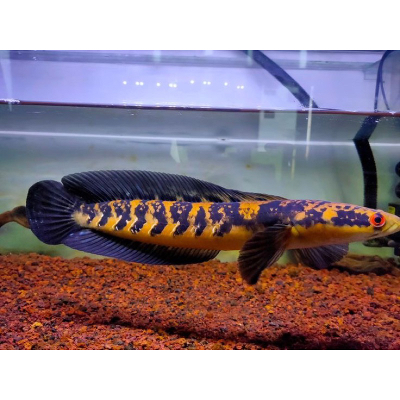 Channa Yellow Sentarum