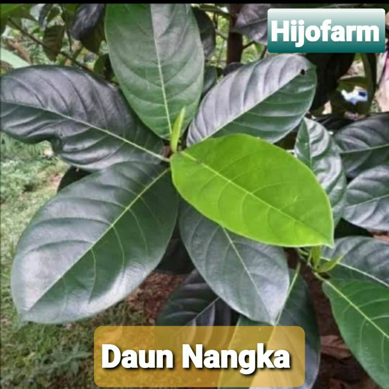 

Daun Nangka Segar 100 Gr