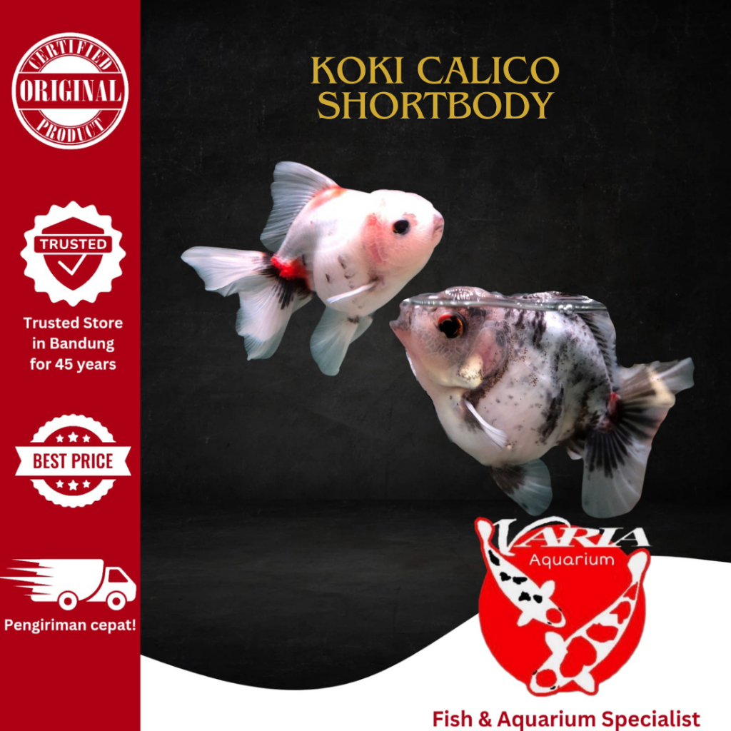 Ikan Hias Mas Koki Calico Short Body Import Thailand