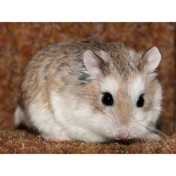 Hamster Roborovski / Robo / Rovorowski