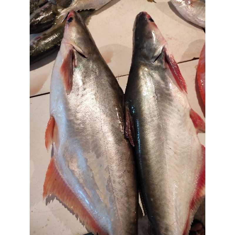 

IKAN PATIN SEGAR PER EKOR / JAMIN SEGAR