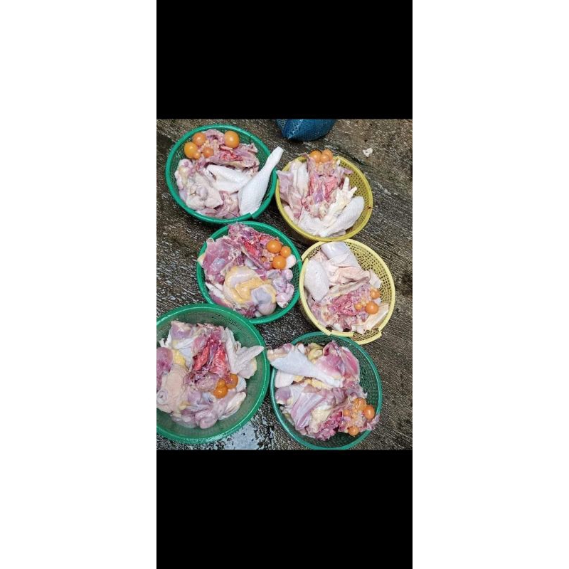 Jual Ayam merah hidup berat rataan STANDAR 1 sd 2 kg per ekor ayam