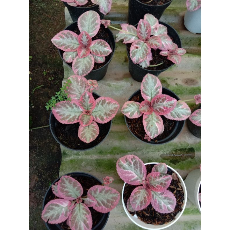 Episcia Cleopatra