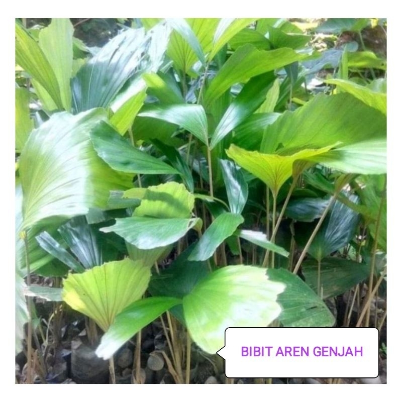 Paket 20 Bibit Aren GENJAH / Bibit Aren GENJAH / Bibit Pohon Aren