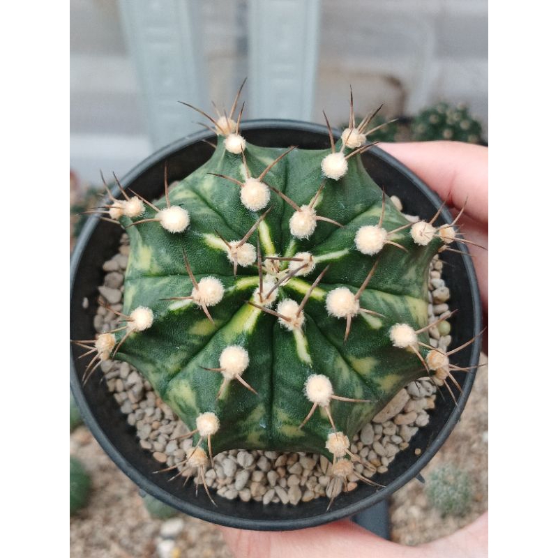 Gymnocalycium Hybrid Miha Varigata x New Clone | Kaktus | Gymno