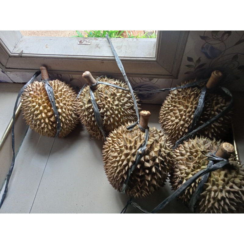 

Durian montong khas lereng kelud . HARGA TERTERA PERKG . Order bisa langsung japri