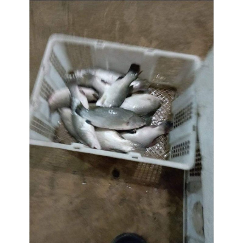

IKAN KAKAP PUTIH FRESH